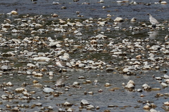 Charadrius bicinctus