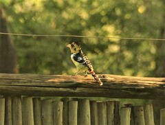 Trachyphonus vaillantii