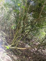 Berberis glaucocarpa