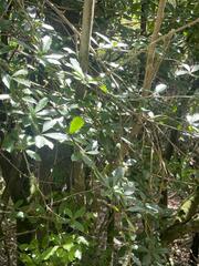 Berberis glaucocarpa