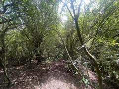 Berberis glaucocarpa