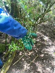 Berberis glaucocarpa