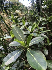 Psychotria mariniana