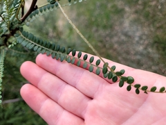 Sophora longicarinata