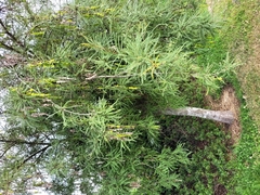 Sophora longicarinata