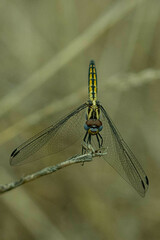 Trithemis furva