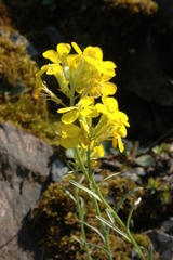 Erysimum angustatum