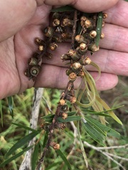 Callistemon