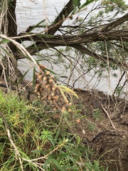 Callistemon