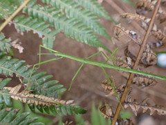 Clitarchus hookeri