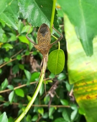 Aspilosterna albovittata