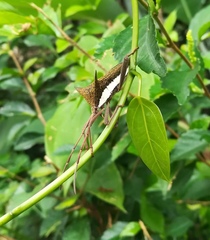 Aspilosterna albovittata