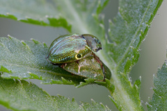 Cassida stigmatica