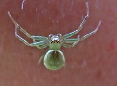 Diaea