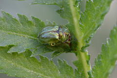 Cassida stigmatica