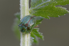 Cassida stigmatica