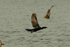 Microcarbo africanus