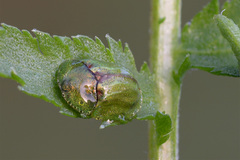 Cassida stigmatica