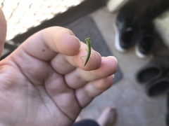 Orthodera