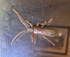 Phlyctaenodes pustulosa
