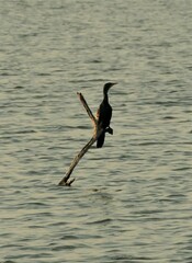 Microcarbo africanus