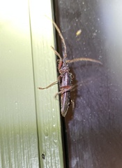 Phlyctaenodes pustulosa