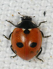 Coccinella quinquepunctata