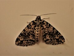 Pseudocoremia monacha