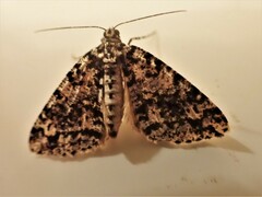 Pseudocoremia monacha