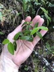 Alyxia stellata