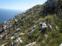 Willdenowia glomerata