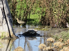 Calidris subruficollis