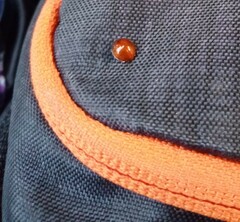 Chilocorus circumdatus