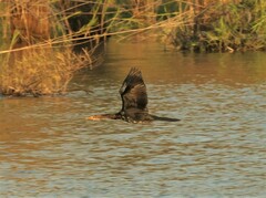 Microcarbo africanus