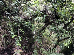 Alyxia stellata