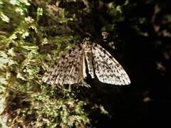 Pseudocoremia monacha