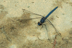 Trithemis furva