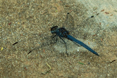 Trithemis furva