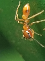 Myrmaplata plataleoides