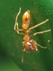 Myrmaplata plataleoides