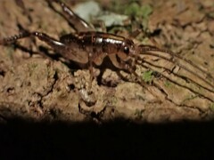 Macropathinae