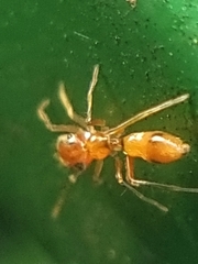 Myrmaplata plataleoides