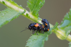 Cryptocephalus quadriguttatus