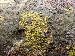 Flavoplaca