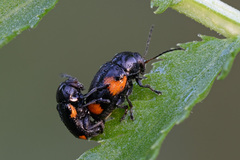 Cryptocephalus quadriguttatus