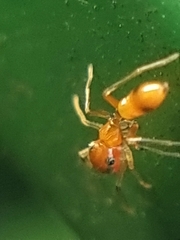 Myrmaplata plataleoides
