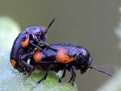 Cryptocephalus quadriguttatus