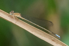 Pseudagrion kersteni