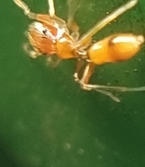 Myrmaplata plataleoides