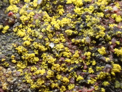 Flavoplaca